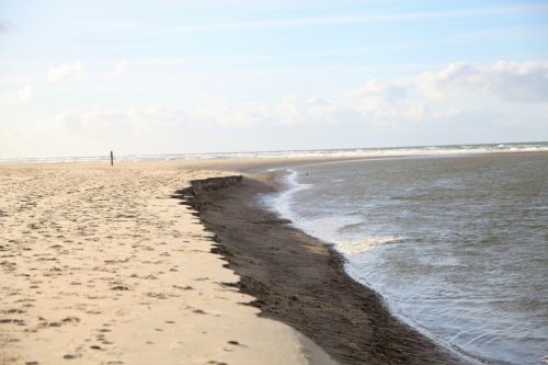 texel113