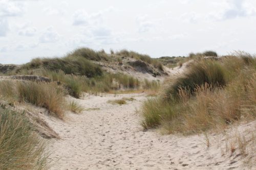 texel217