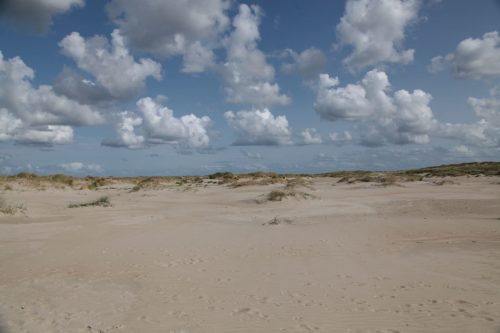 texel223